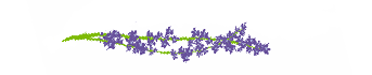 lilac flowers