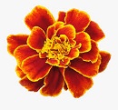 marigold