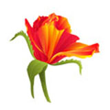 orange parrot tulip