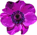 purple poppy
