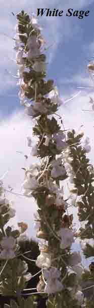 sage plant