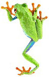 climbing frog